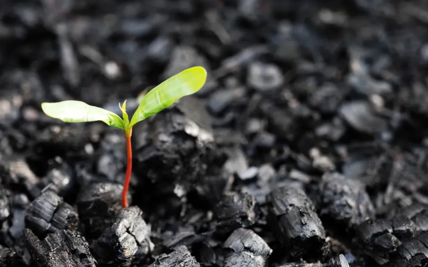 A seedling has two green leaves reaching upward