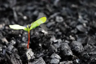 A seedling has two green leaves reaching upward